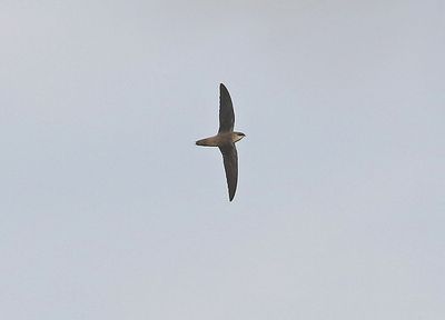 Chimney Swift