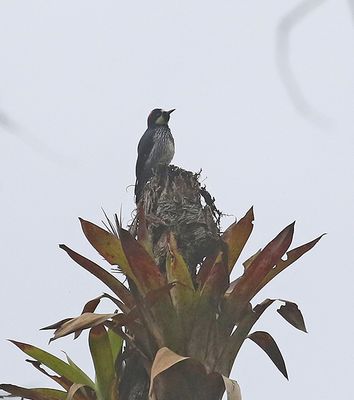 Acorn Woodpecker