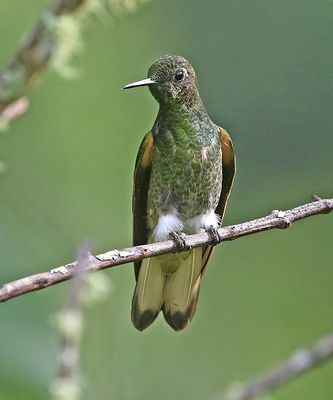 Buff-tailed Coronet