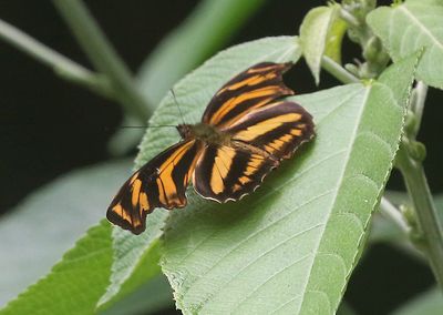Butterfly Ukuke Lodge