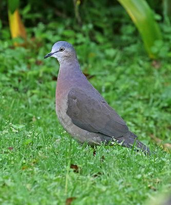 Tolima Dove