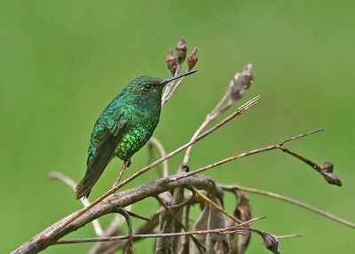 Western Emerald