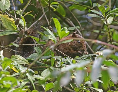 Andean Squirrel