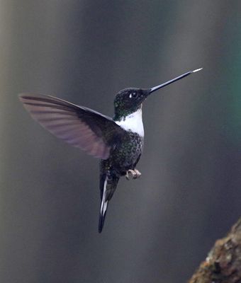 Collared Inca