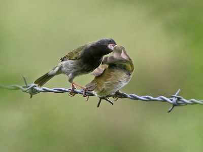 Black-faced Grassquit