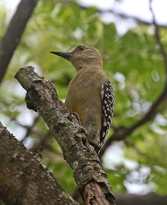 Red-crowned Woodpecker