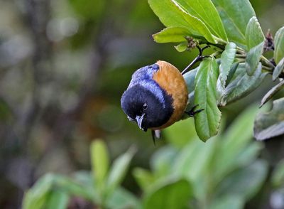 Blue-backed Conebill