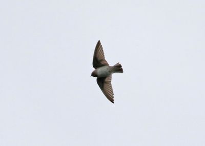 American Cliff-Swallow