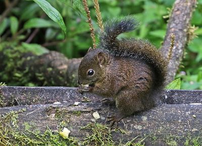 Andean Squirrel
