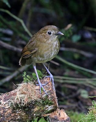 Brown-banded Antpitta