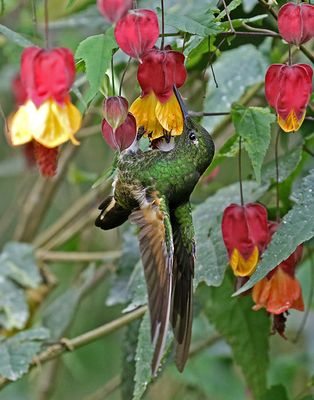 Buff-tailed Coronet