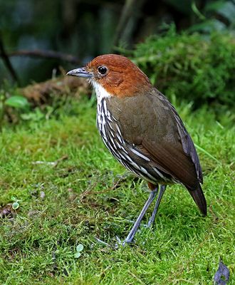 Chestnut-crowned Antpitta