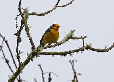 Golden-fronted Whitestart