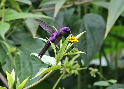 Purple-backed Thornbill