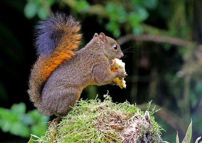 Red-tailed Squirrel