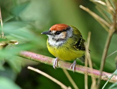 Rufous-crowned Tody-Flycatcher