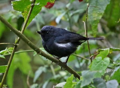 White-sided Flowerpiercer