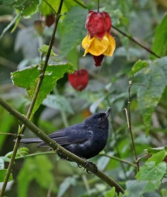 White-sided Flowerpiercer