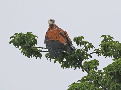 Black-collared Hawk