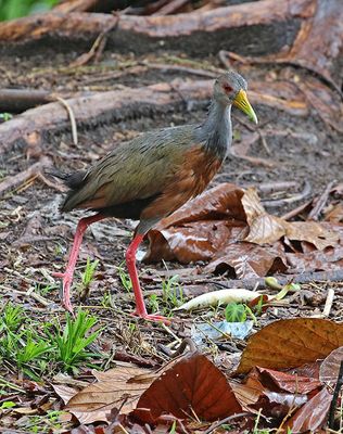 Gray-cowled Wood-Rail