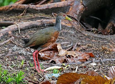Gray-cowled Wood-Rail