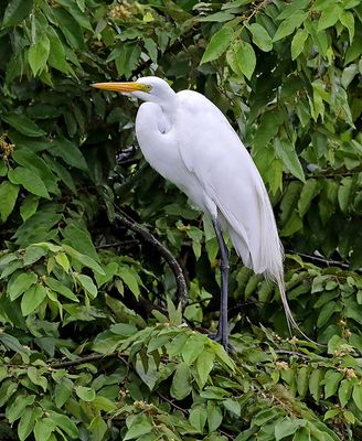 Great Egret