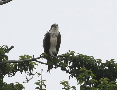 Osprey