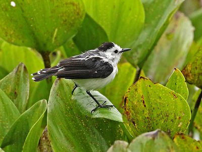 Pied Water-Tyrant