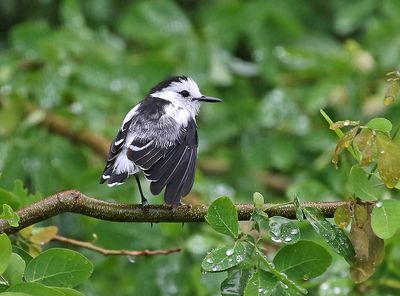 Pied Water-Tyrant