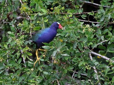 Purple Gallinule