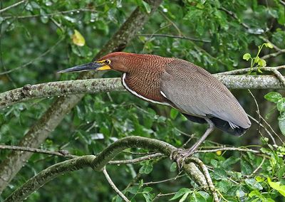Rufescent Tiger-Heron