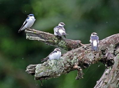 White-winged Swallow