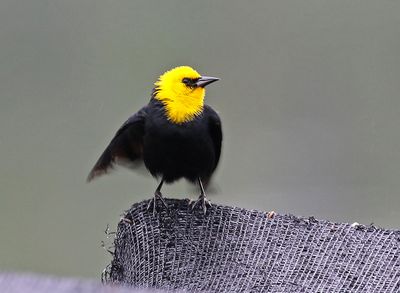 Yellow-hooded Blackbird
