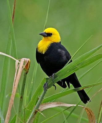 Yellow-hooded Blackbird