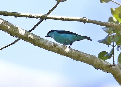 Turquoise Dacnis