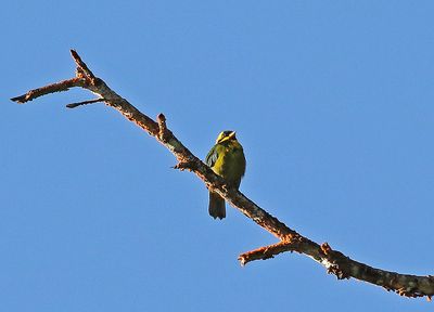 Gold-ringed Tanager