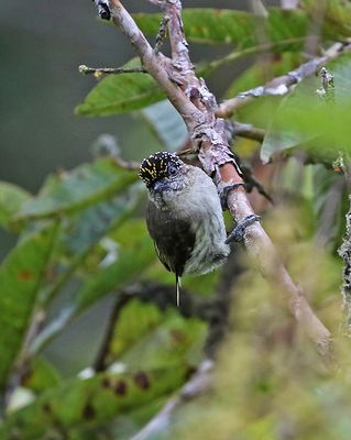 Grayish Piculet