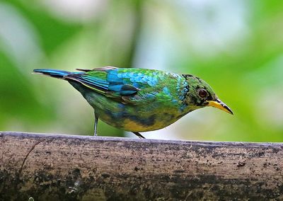 Green Honeycreeper