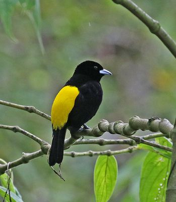 Lemon-rumped Tanager