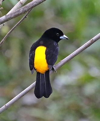 Lemon-Flame-rumped Tanager