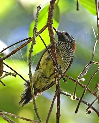 Yellow-vented Woodpecker