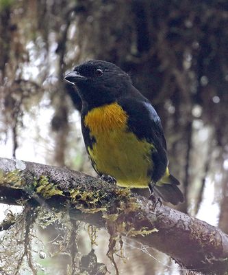 Black-and-gold Tanager