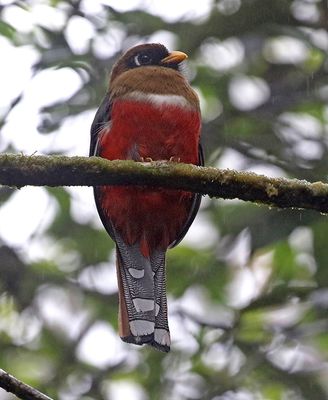 Collared Trogon