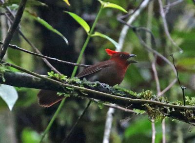 Crested Ant-Tanager