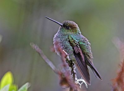 Greenish Puffleg