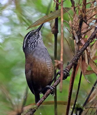 Munchique Wood-Wren