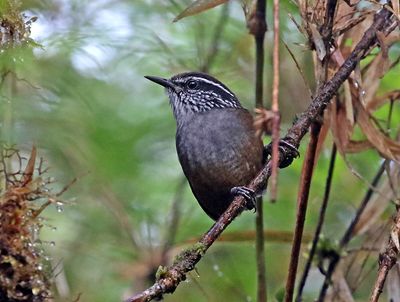 Munchique Wood-Wren