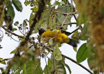 Hooded Mountain-Tanager