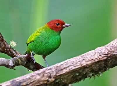 Bay-headed Tanager