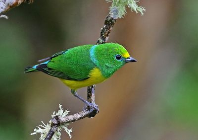 Blue-naped Chlorophonia